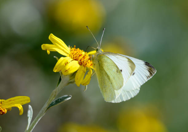 istock A Large White Butterfly feeding on a common Ragwort flower 1277343745