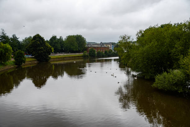 Swans and gulls on the water of the River Exe in Exeter
