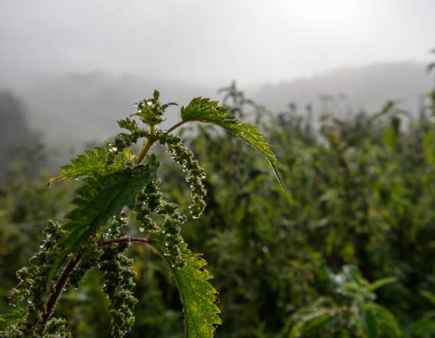 A plant's leaves spotted with morning Dew drops