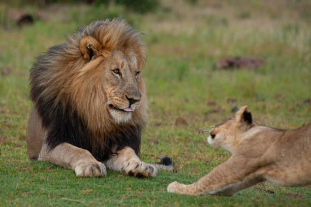 istock Male Lion and Offspring 1277344072