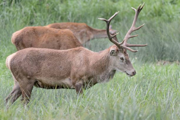 istock Herd of deer at grazing (Cervus elaphus) 1277344083