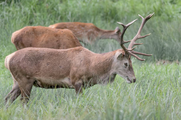 istock Herd of deer at grazing (Cervus elaphus) 1277344610