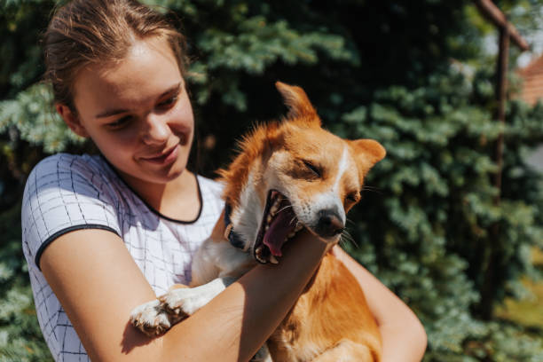 istock Relaxed dog yawns in the woman's arms 1277345570