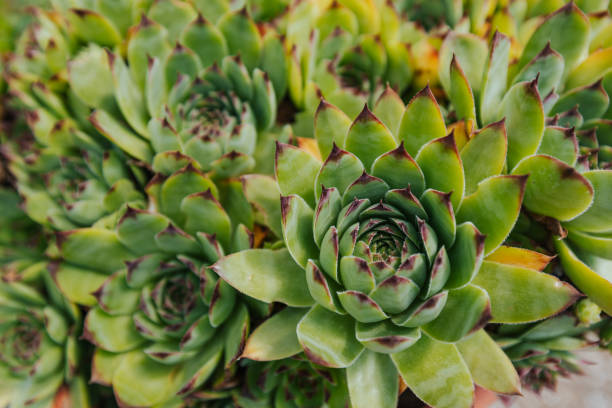 istock Common Houseleek growing in garden 1277345575
