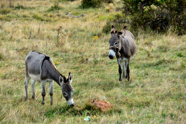 istock Two donkey grazing in a meadow 1277346534