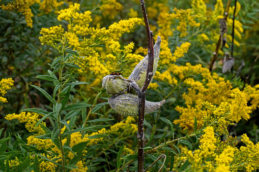 Milkweed plant seed pods with a backdrop of goldenrod. The pods form in late summer and are horn shaped, filled with seeds and floss which allow the seed to travel on the wind.