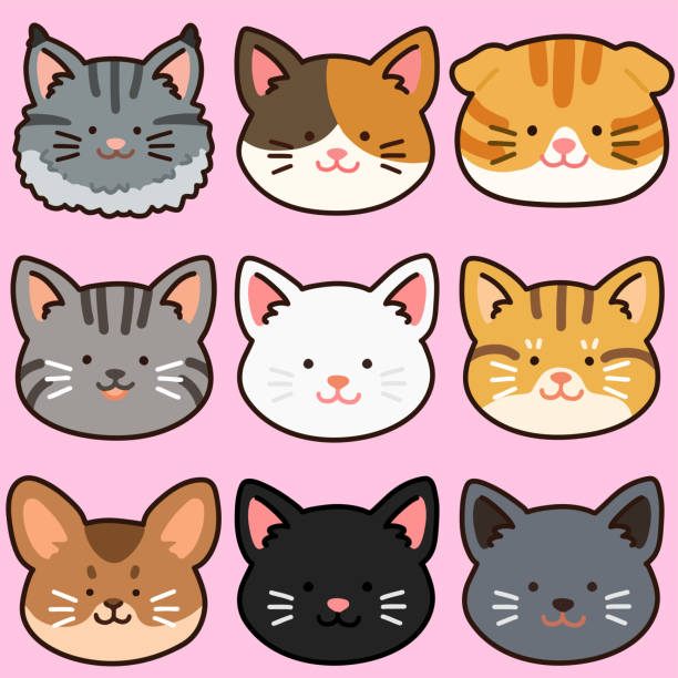 Outlined adorable and simple cat heads set Adorable illustrations of sweet cat heads. short haired maine coon stock illustrations