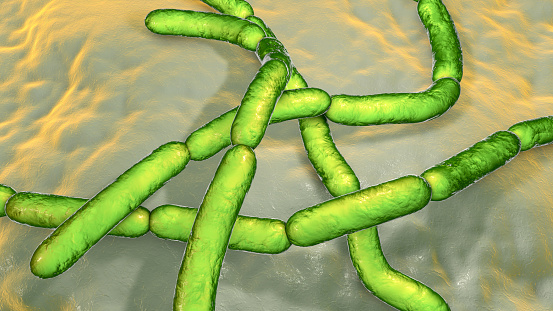 Bacteria Bacillus anthracis, the causative agent of anthrax disease, 3D illustration. Can be used to illustrate B. clausii, B. cereus and other streptobacilli of similar morphology