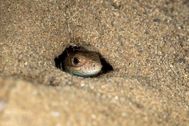 The sand lizard (Lacerta agilis) is hiding in the sand, Special Reserve \
