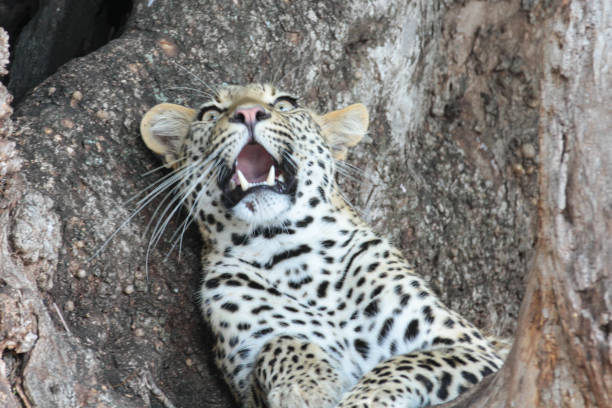 istock Leopard at the tree, Kruger National Park, South Africa 1277348199