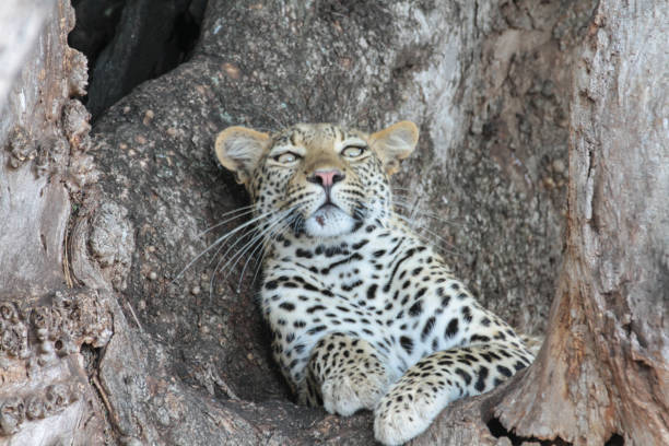istock Leopard at the tree, Kruger National Park, South Africa 1277348225