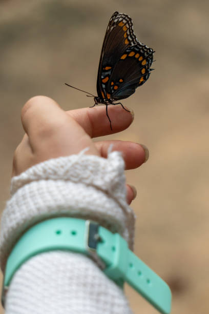 istock Butterfly perched on a girl's finger 1277348539