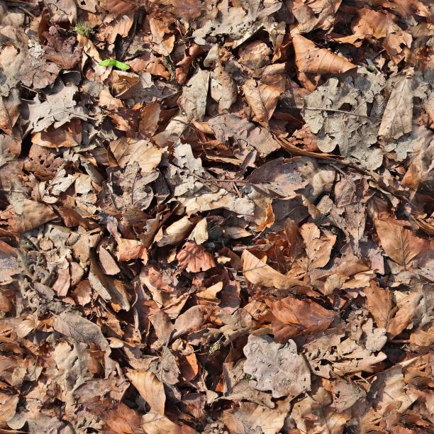 istock High resolution seamless texture of a forest ground with autumn leaves and nuts 1277348706