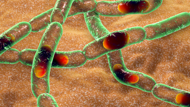 bacteria bacillus anthracis, the causative agent of anthrax disease - spore imagens e fotografias de stock