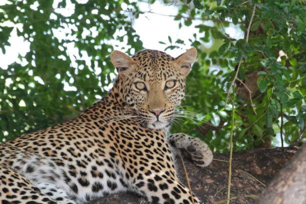 istock Leopard at the tree, Kruger National Park, South Africa 1277349186