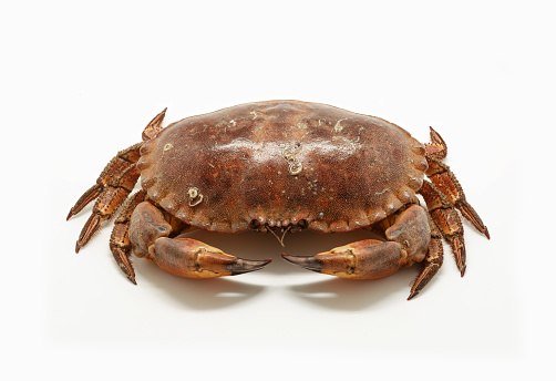 Fresh raw edible brown sea crab isolated on white background.