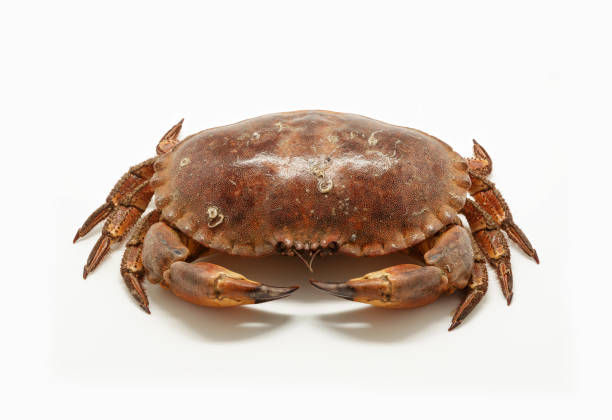 Fresh raw edible brown sea crab isolated on white background. Fresh raw edible brown sea crab isolated on white background. crab photos stock pictures, royalty-free photos & images