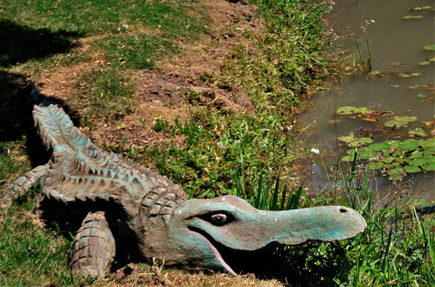 Albino Alligator in captivity.