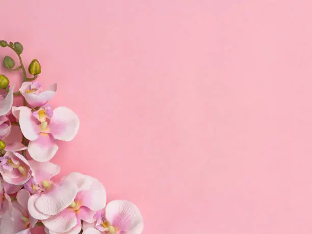 Pink orchids on one side on pink background.  Pink flower background with copy space.