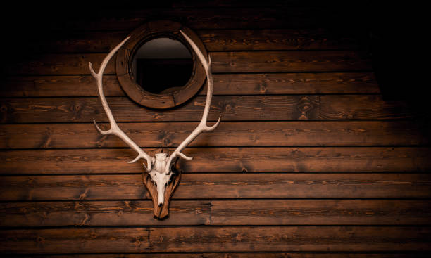 鹿の頭蓋骨と角 - antler stag trophy animal skull ストックフォトと画像