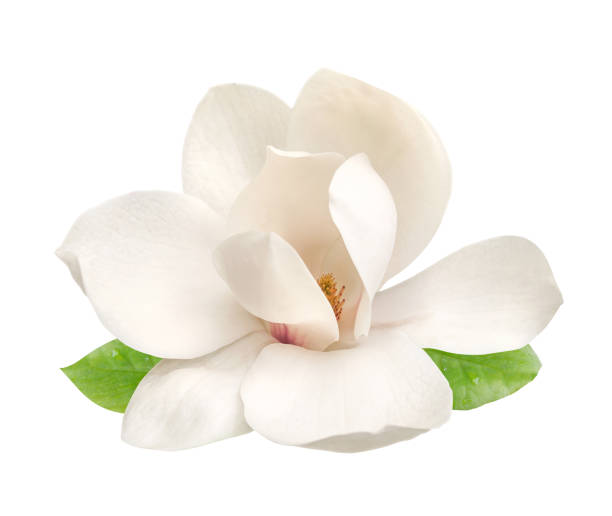 tierna flor de magnolia blanca aislada - magnolia blossom fotografías e imágenes de stock