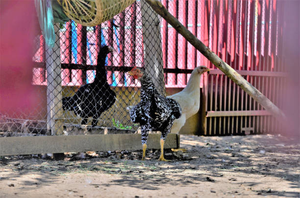 Gallus gallus domesticus in chicken coop in backyard site