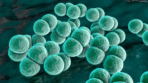 bactérias streptococcus pneumoniae - endocardite - fotografias e filmes do acervo