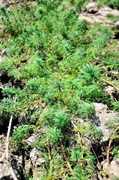 varios myriophyllum aquaticum que cultivan la frontera de la presa - myriophyllum aquaticum fotografías e imágenes de stock