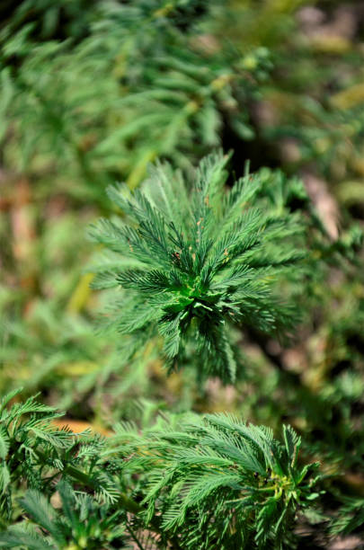 ミリオフィラム水生骨葉の詳細 - myriophyllum aquaticum ストックフォトと画像