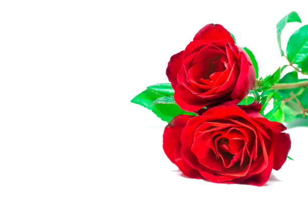 istock Red rose on a white background detail art love 1277351318