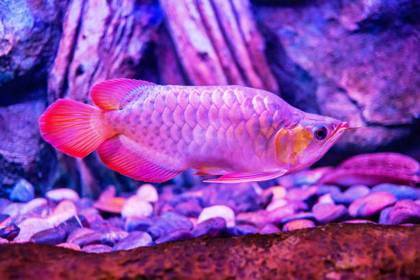 Red King Arowana Fish view in close up in an aquarium Red King Arowana Fish view in close up in an aquarium golden arowana fish stock pictures, royalty-free photos & images