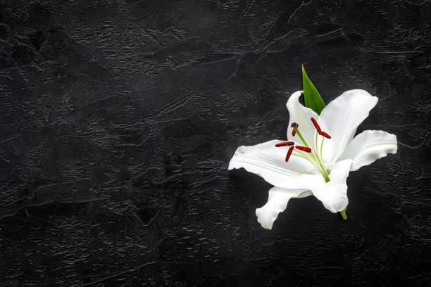 istock Condolence card with white flowers lily. Funeral symbol 1277351924