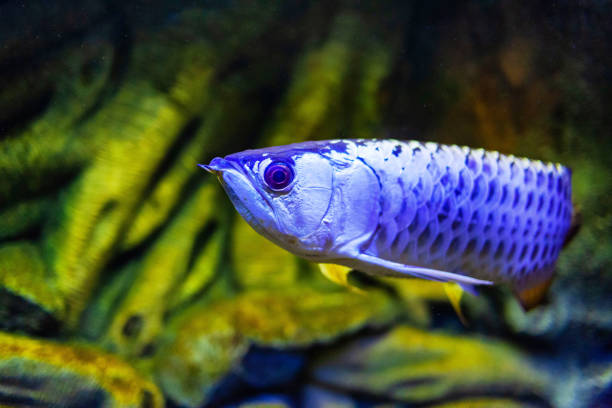 Wild Blood Golden Arowana Fish view in close up in an aquarium Wild Blood Golden Arowana Fish view in close up in an aquarium golden arowana fish stock pictures, royalty-free photos & images