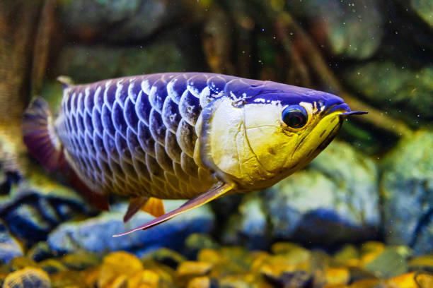 High Back Golden Arowana Fish view in close up in an aquarium High Back Golden Arowana Fish view in close up in an aquarium gold arowana stock pictures, royalty-free photos & images