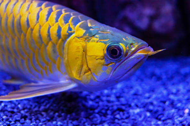 вид на рыбу золотой арована крупным планом в аквариуме - living organism process horizontal close up underwater стоковые фото и изображения