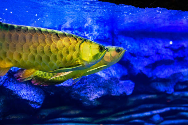 istock Mix Arowana fish view in an aquarium 1277353536