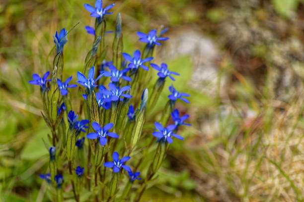 The snow gentian, or mountain gentian is a species of the genus Gentiana. It grows in Carpathian mountain range from Romania