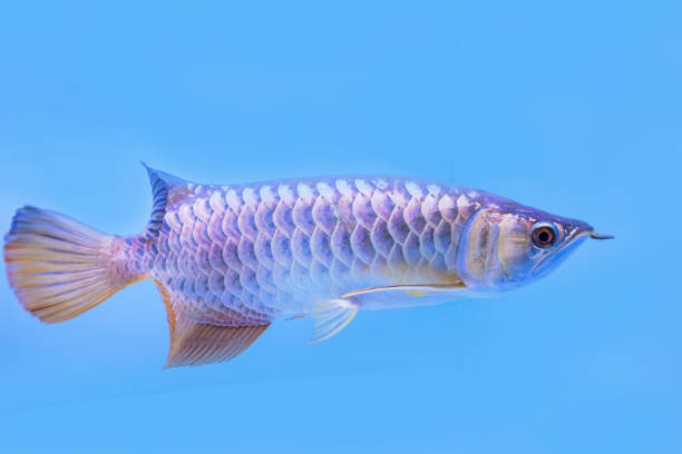Silver Arowana Fish view in close up in an aquarium Silver Arowana Fish view in close up in an aquarium gold arowana stock pictures, royalty-free photos & images