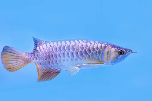 Arowana Pictures | Download Free Images on Unsplash