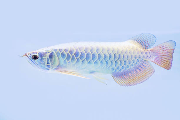 Arowana fish view in close up isolated background Arowana fish view in close up isolated background gold arowana stock pictures, royalty-free photos & images
