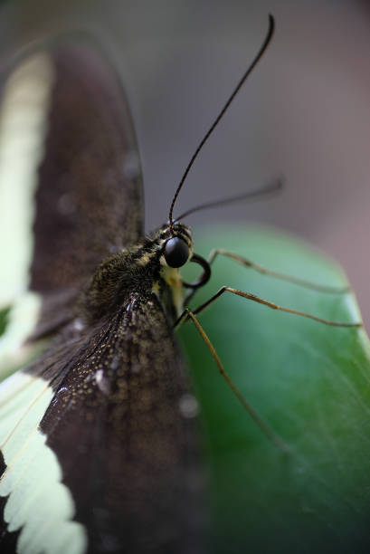 istock Beautiful black butterfly on green leaves. 1277353932