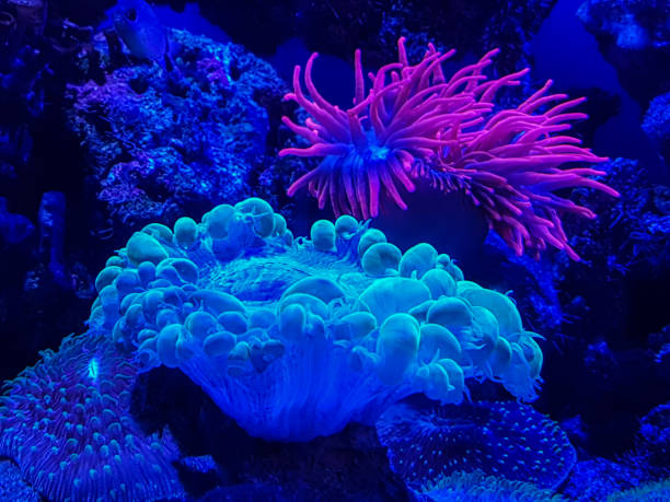 istock seaweed and coral 1277353999
