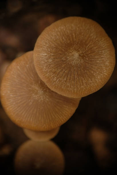 istock Brown mushrooms in the garden. 1277354075