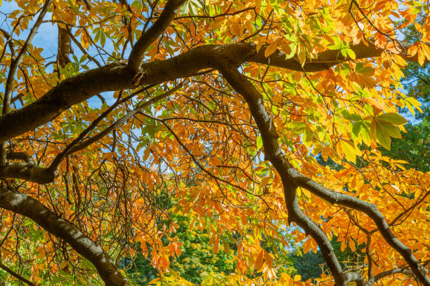 istock Beautiful tree with foliage during golden autumn 1277354102