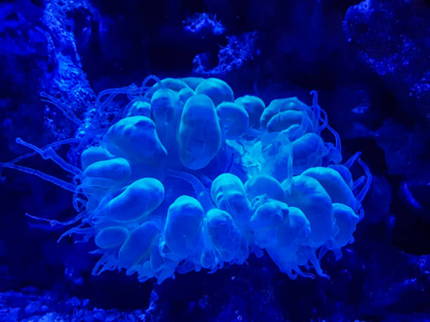 A picture of some Bubble Coral