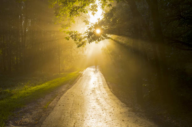 istock Sunbeams through the fog. 1277354612