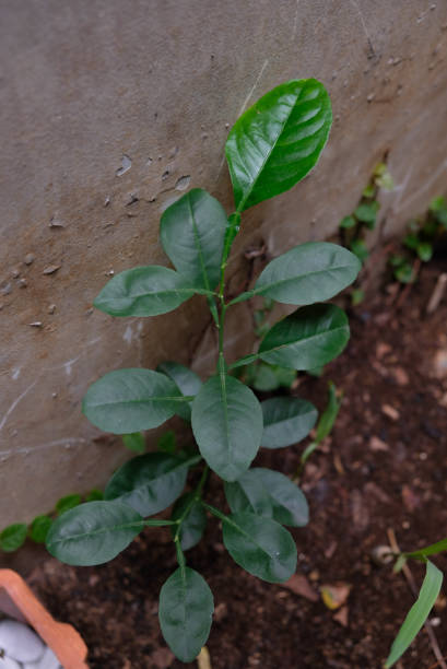 istock Close up of lime leaves. 1277355155