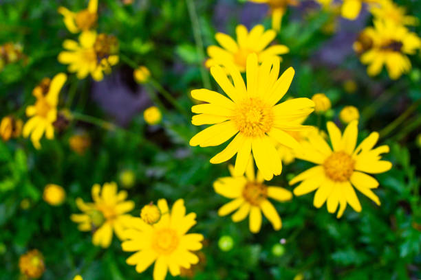 istock Yellow flower Daisy view in close up 1277355269