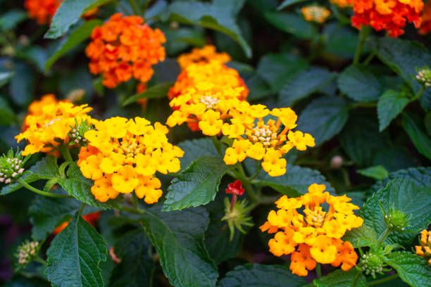istock Lantana Camara flower view in close up macro 1277355302
