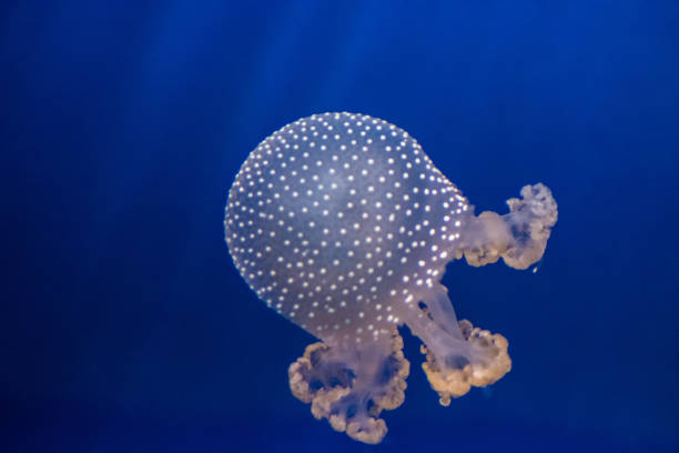 istock jellyfish in aquarium 1277355701